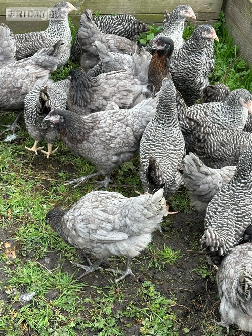 Barred Marans - Point of Lay Hens - Birds in Pilling