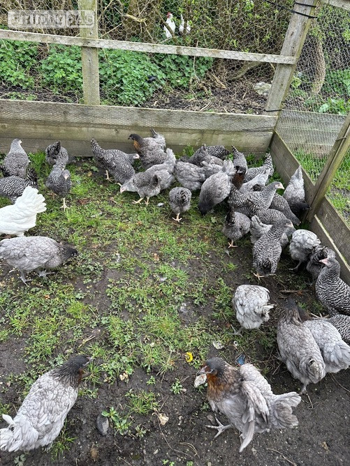 Barred Marans - Point of Lay Hens - Birds