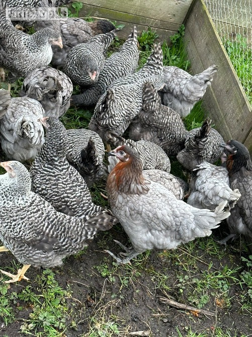Pilling Barred Marans - Point of Lay Hens