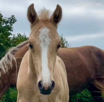 "Bartonhill Life On Mars" Palomino Colt Youngstock / Foal