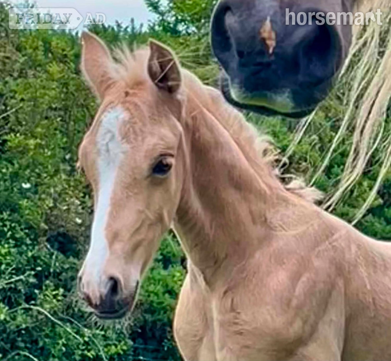 "Bartonhill Life On Mars" Palomino Colt Youngstock / Foal