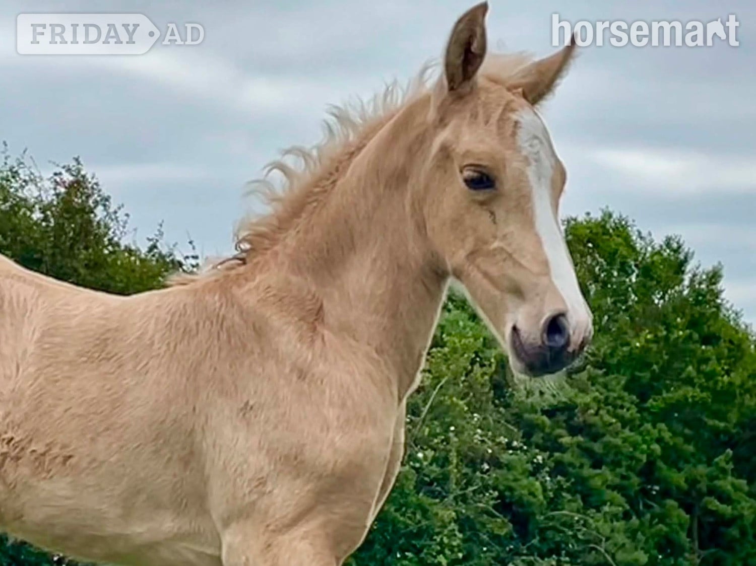 Bude "Bartonhill Life On Mars" Palomino Colt Youngstock / Foal