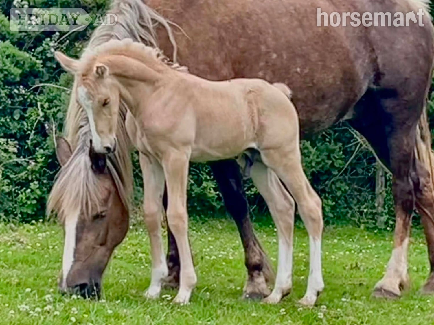 "Bartonhill Life On Mars" Palomino Colt Youngstock / Foal - Horses in Bude