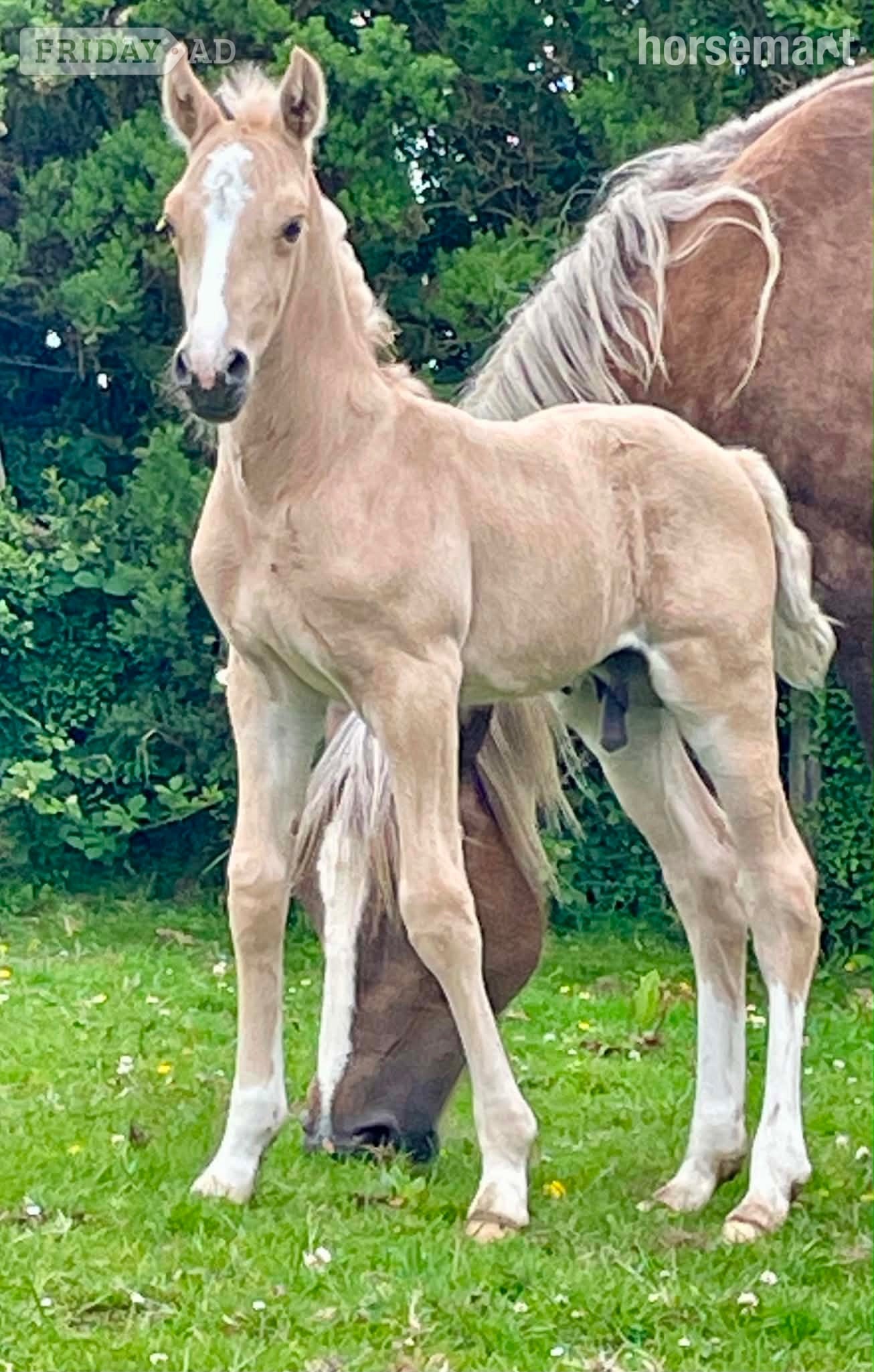 "Bartonhill Life On Mars" Palomino Colt Youngstock / Foal - Horses