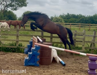 "June" Bay Mare All Rounder