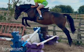 "June" Bay Mare All Rounder
