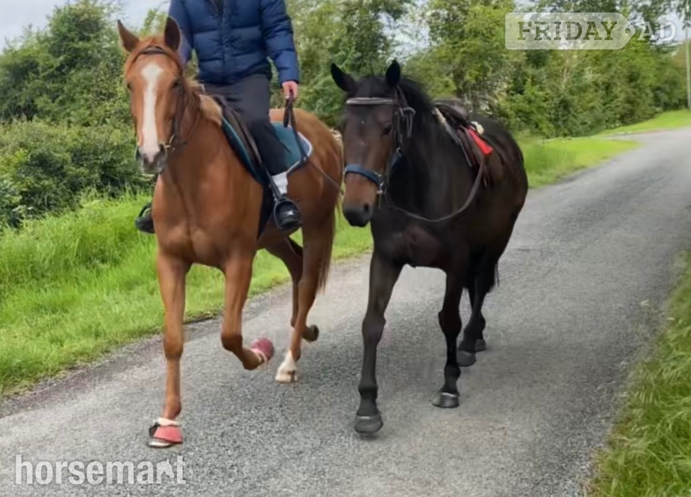 "June" Bay Mare All Rounder - Horses in Bridgwater