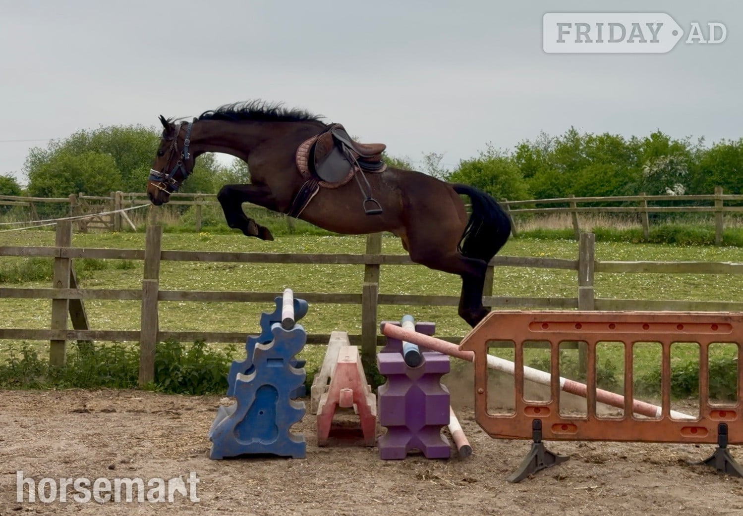 Bridgwater "June" Bay Mare All Rounder