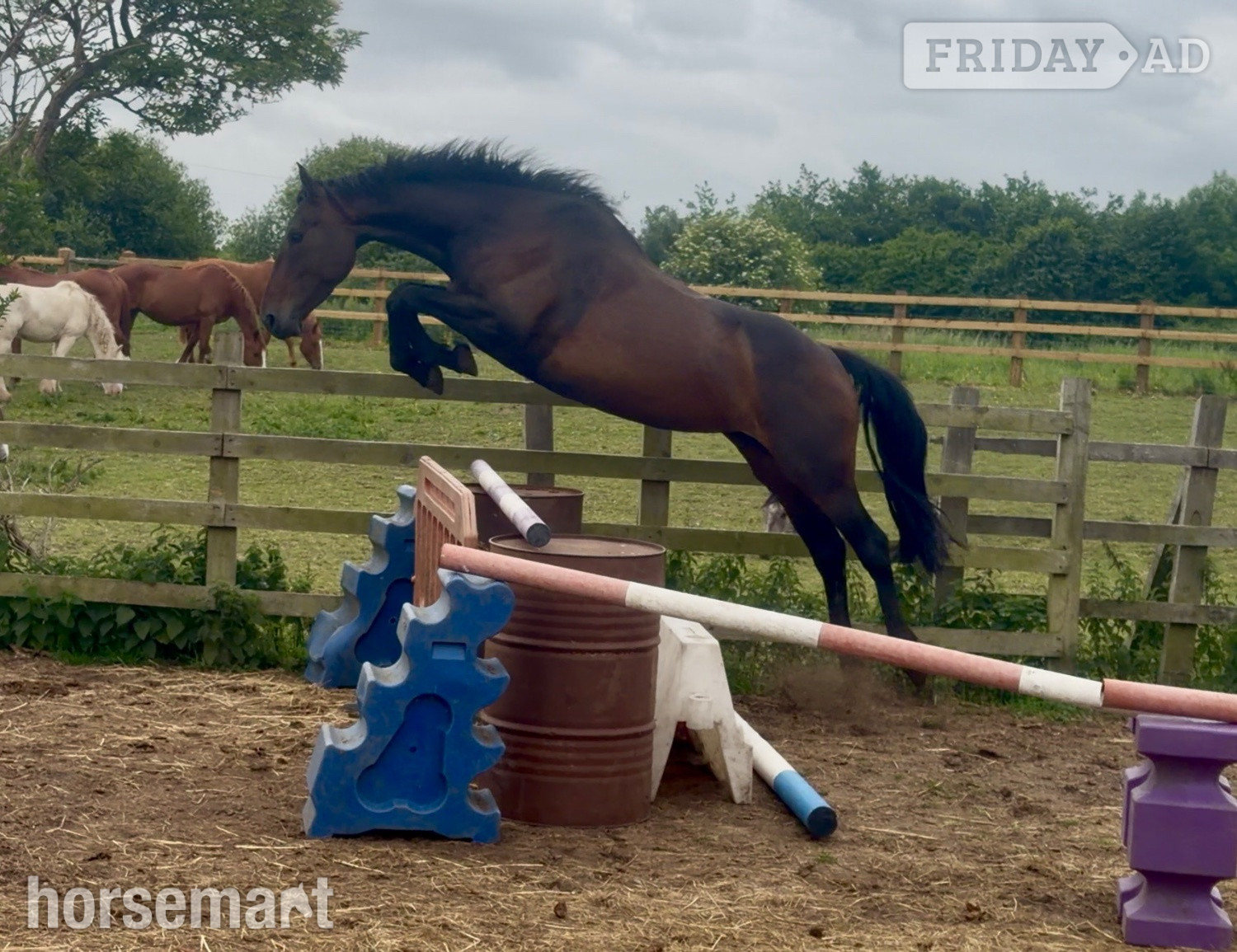"June" Bay Mare All Rounder in Bridgwater