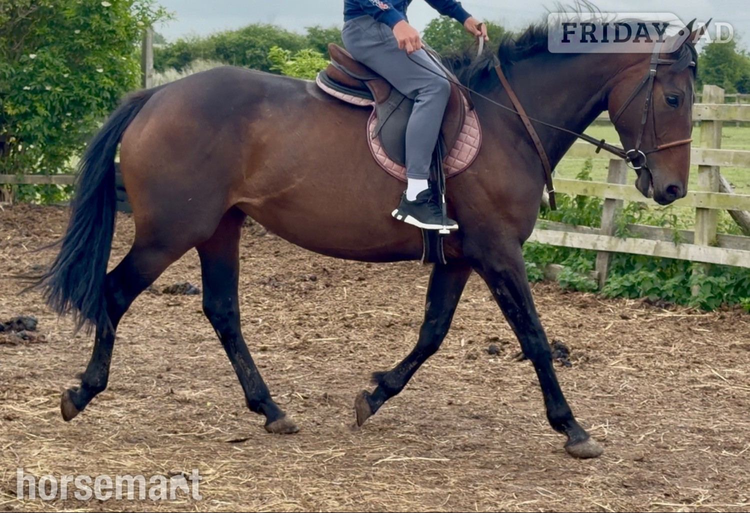 "June" Bay Mare All Rounder - Horses