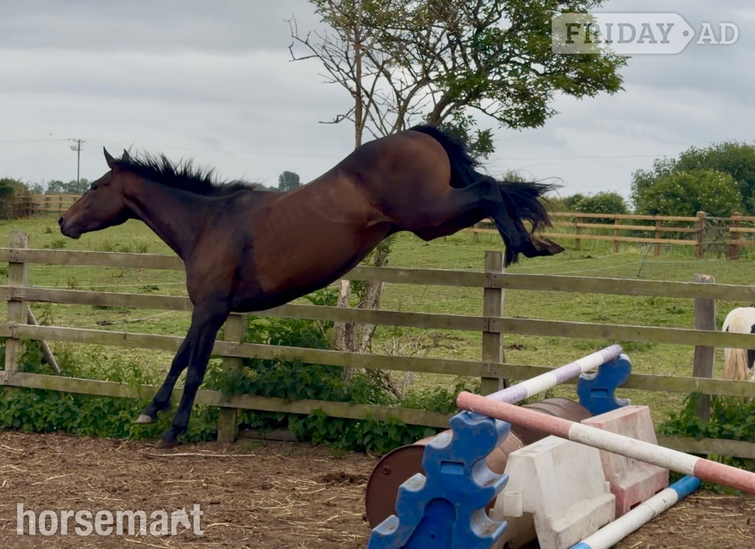 "June" Bay Mare All Rounder