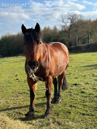 Welsh D Mare Full Loan 