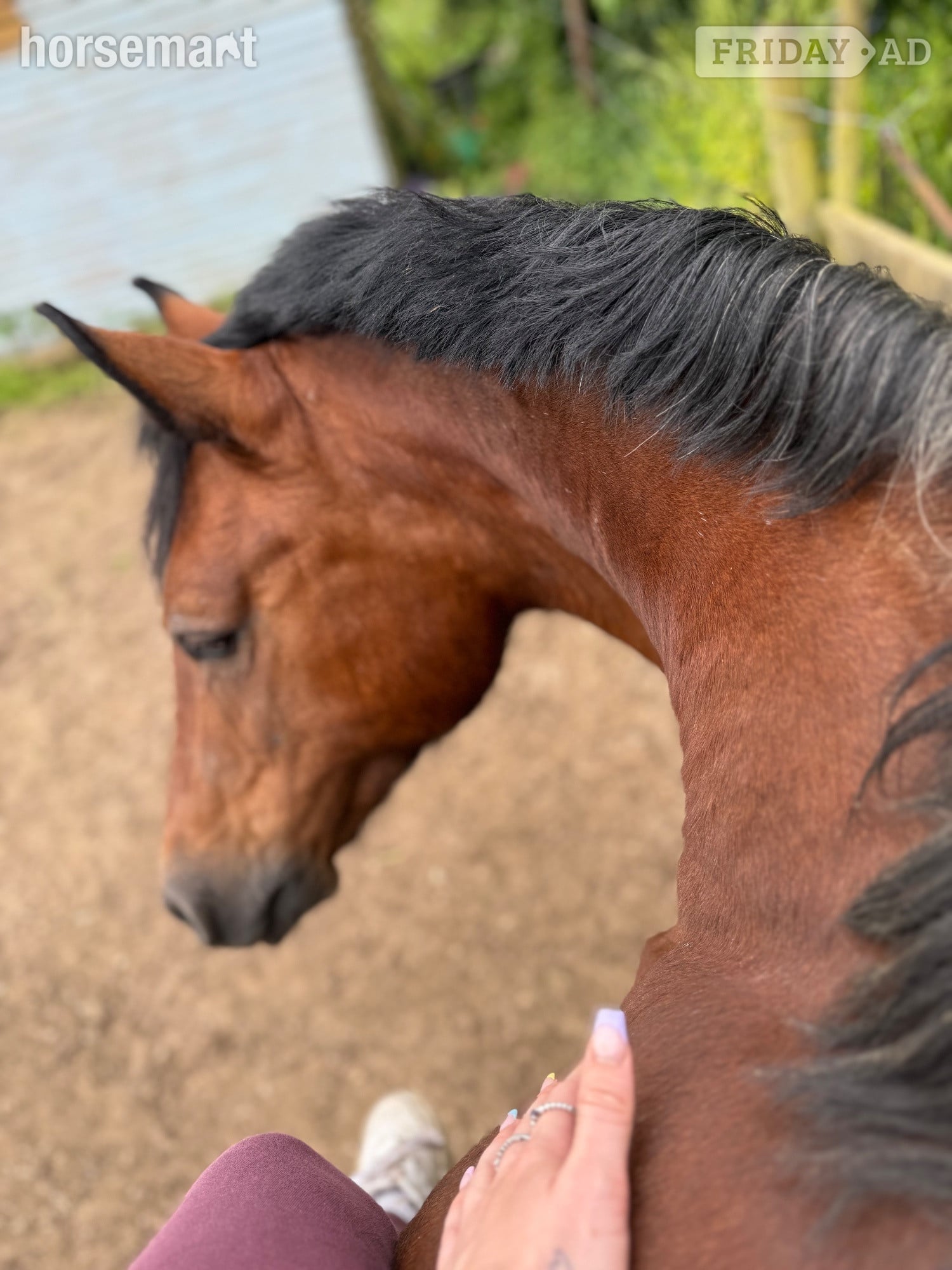 Newbury Welsh D Mare Full Loan 