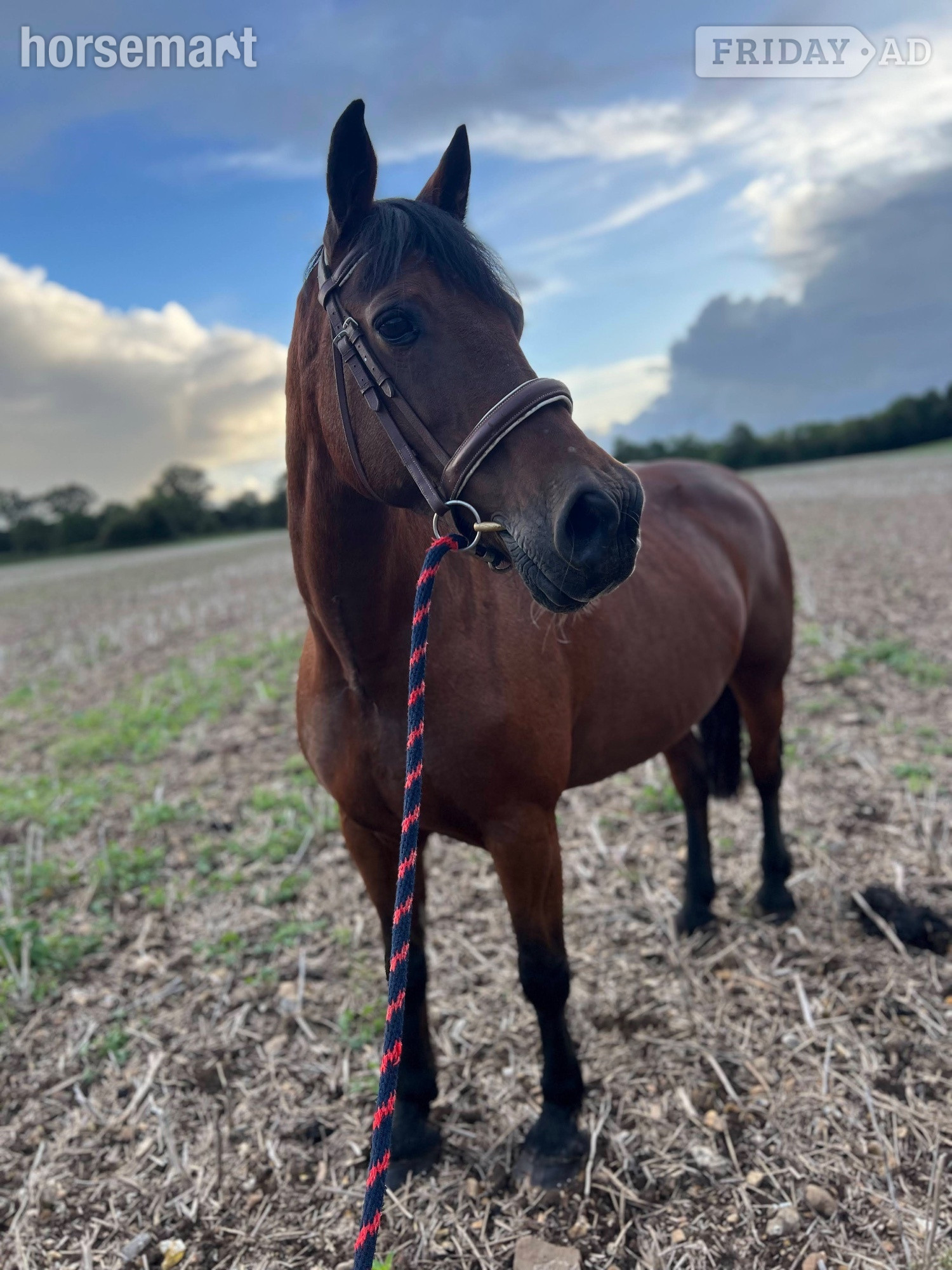 Welsh D Mare Full Loan  - Horses