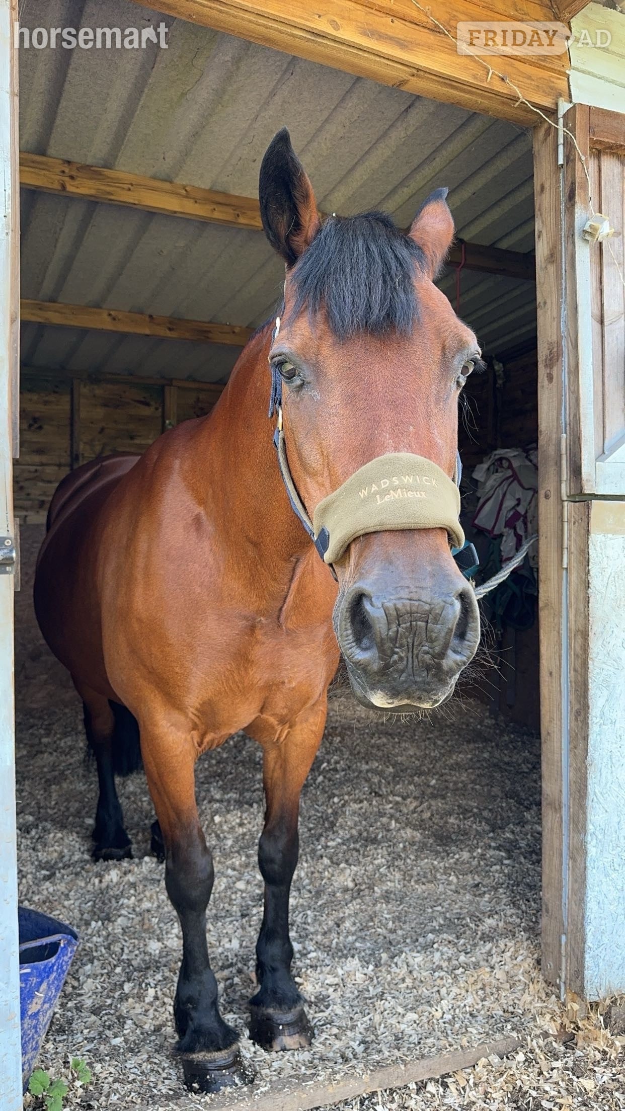 Welsh D Mare Full Loan  - Horses in Newbury