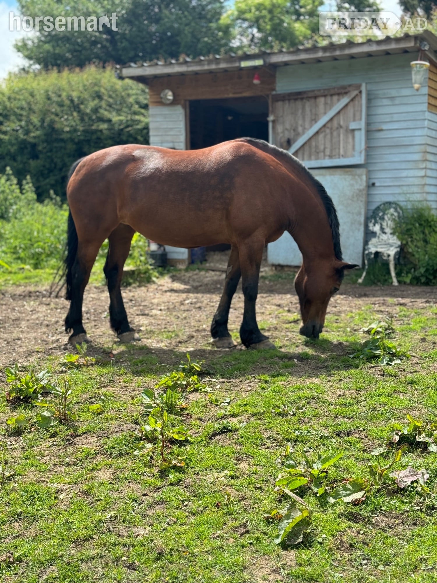 Welsh D Mare Full Loan 