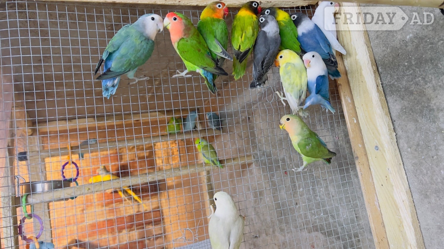Different types of birds for sale *read description*  in Blackburn