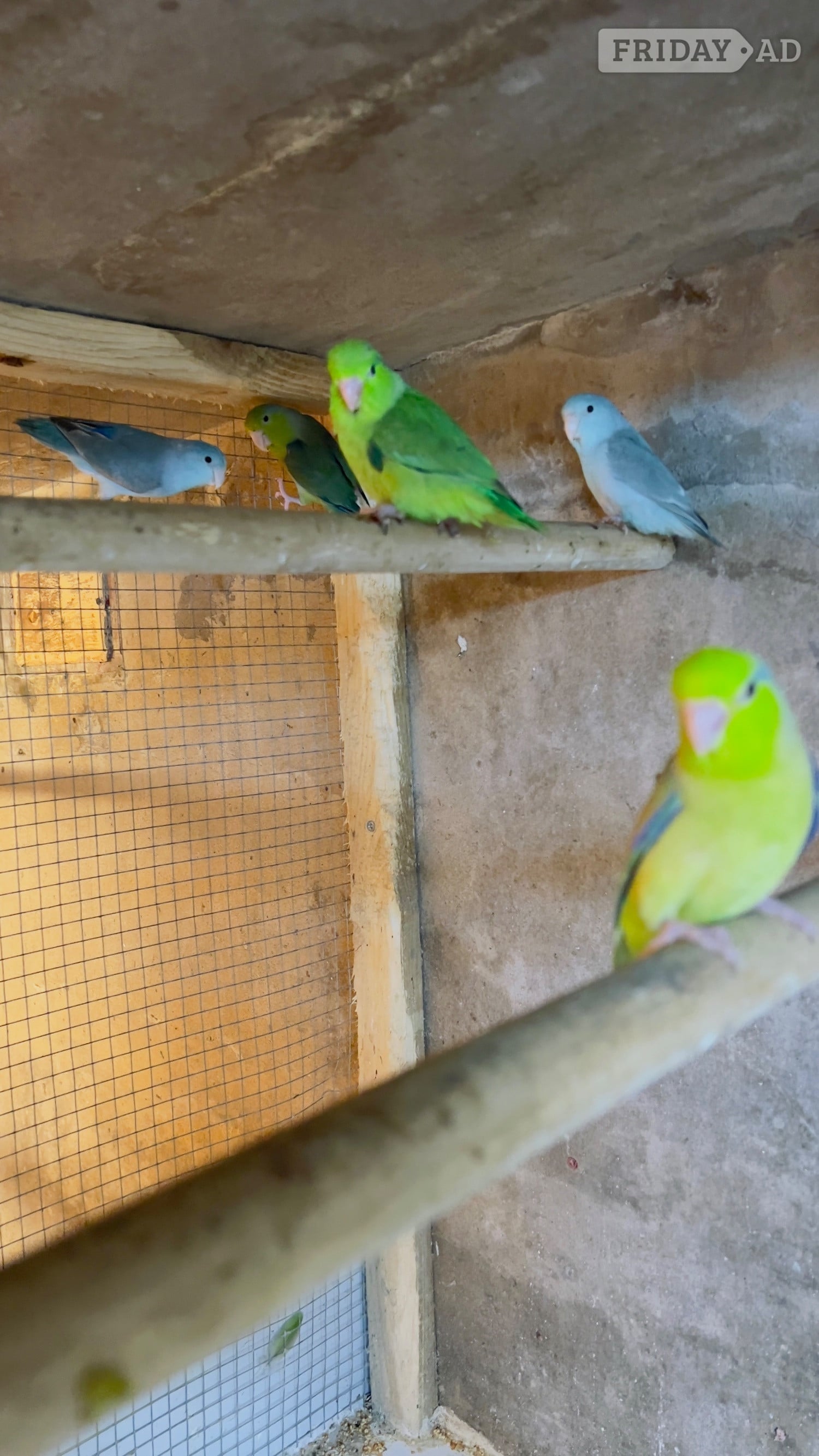 Different types of birds for sale *read description* 