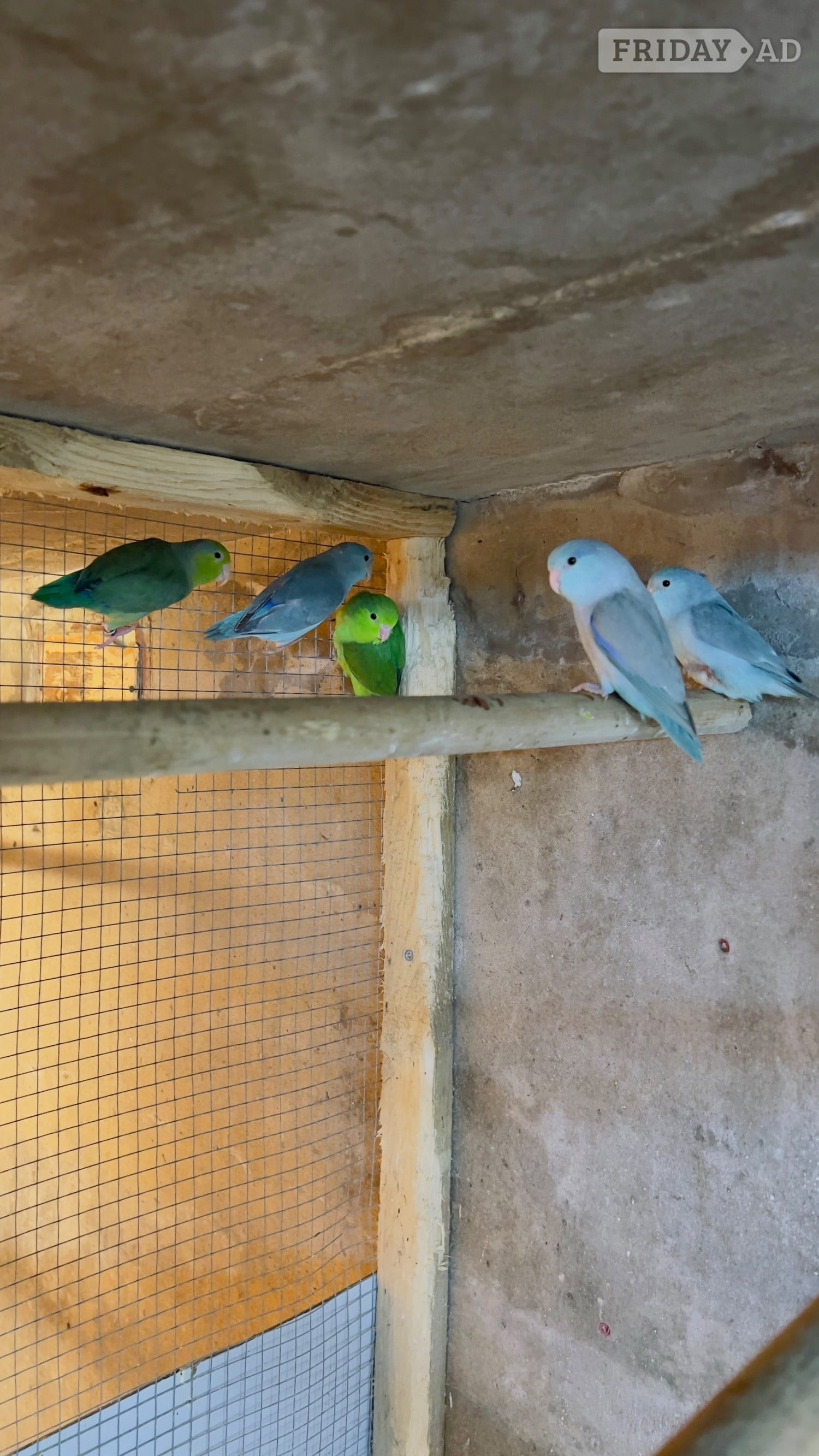 Blackburn Different types of birds for sale *read description* 