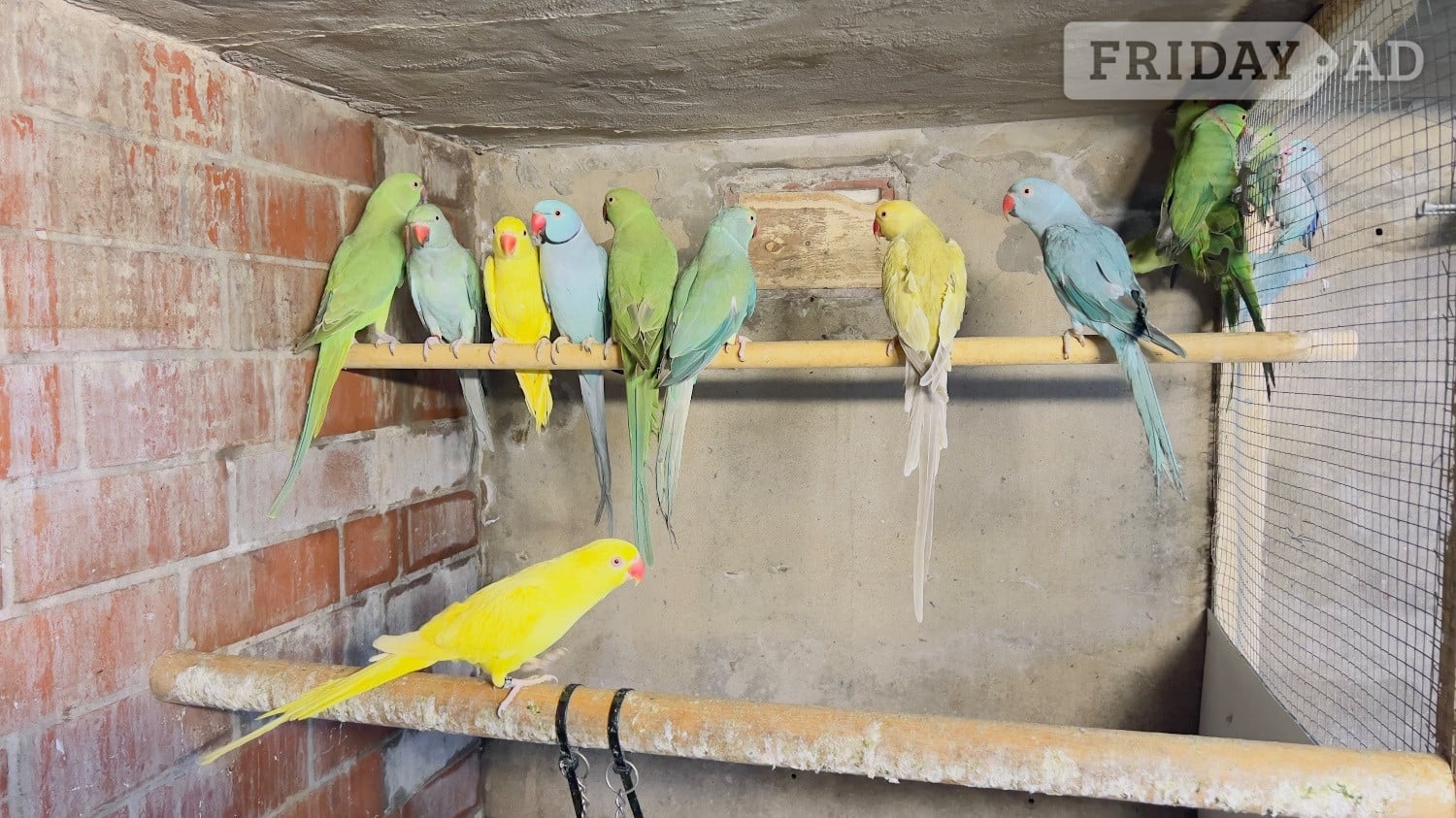 Different types of birds for sale *read description*  - Birds in Blackburn