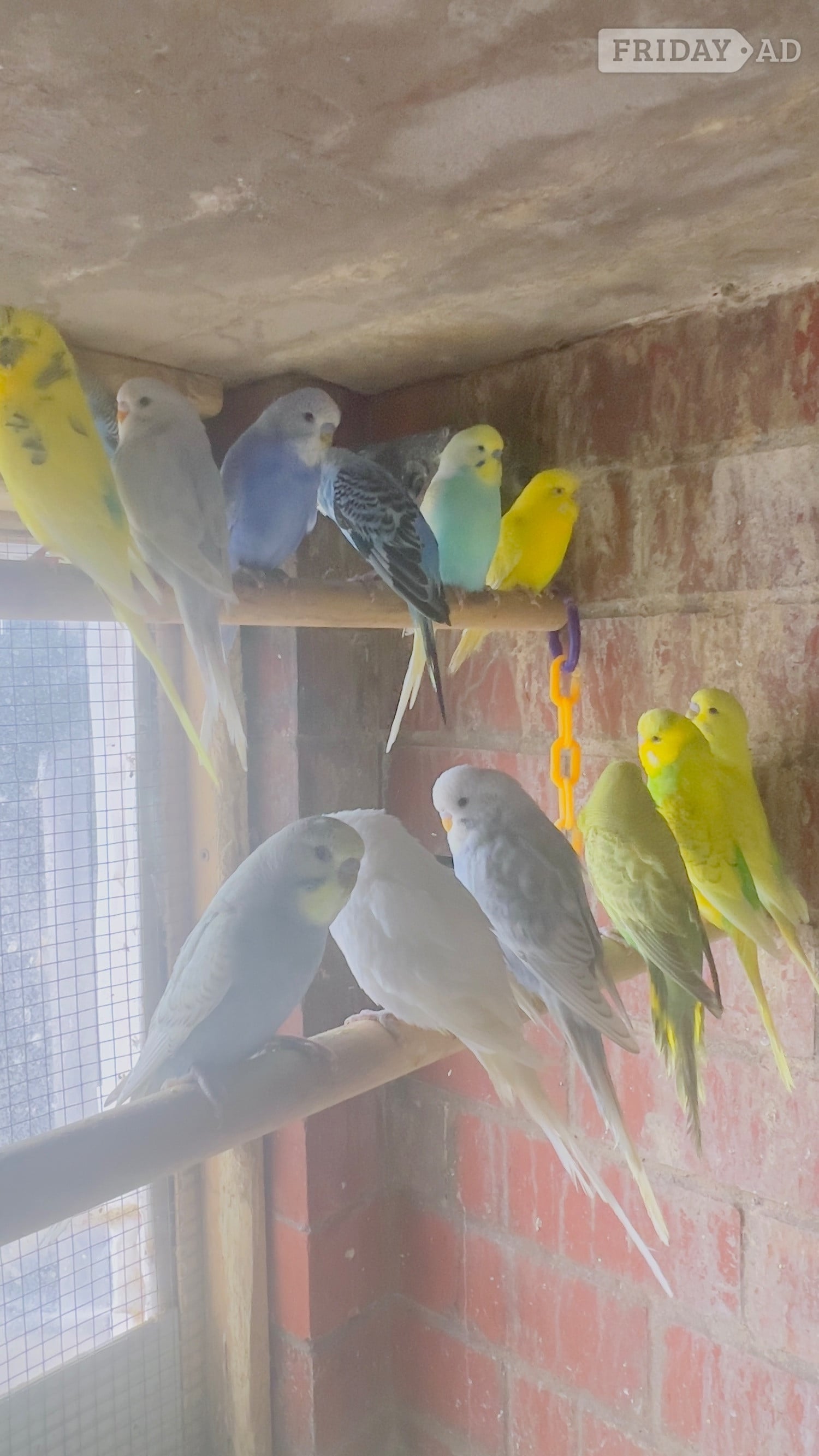 Different types of birds for sale *read description*  - Birds