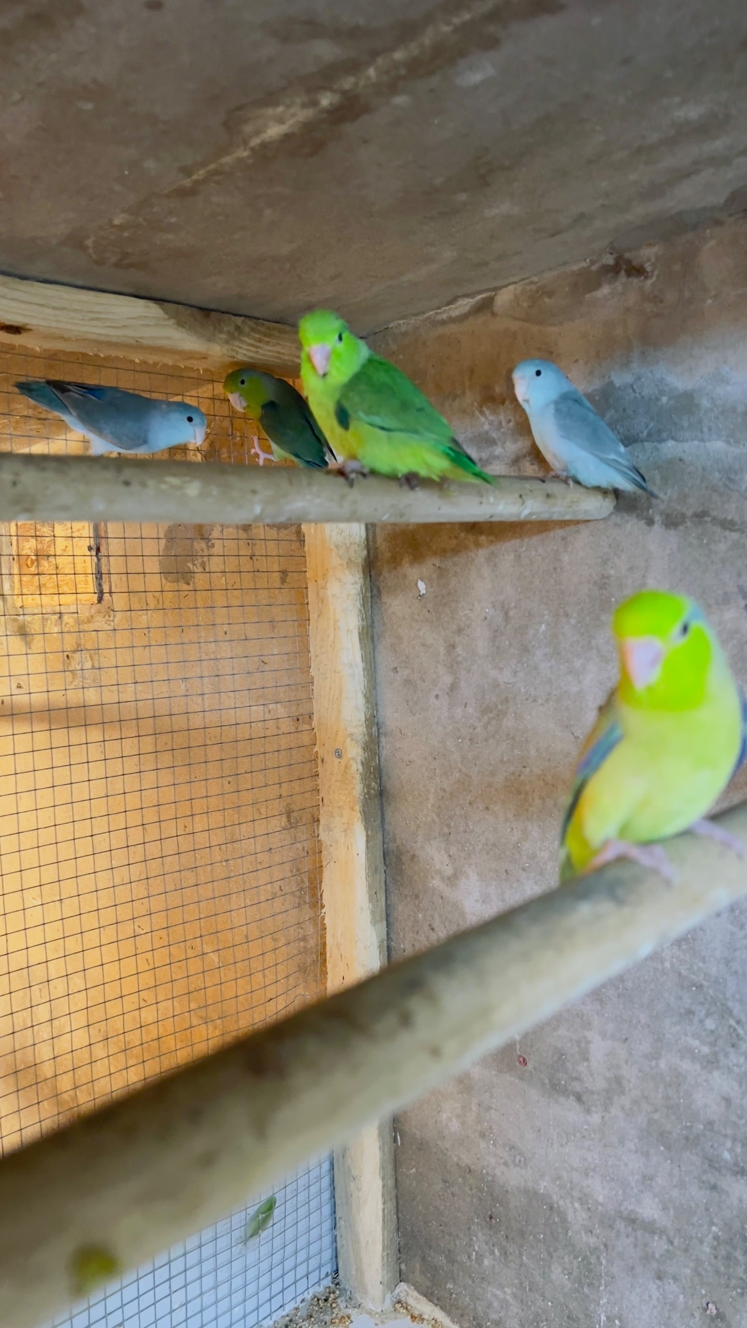 Different types of birds for sale *read description* 