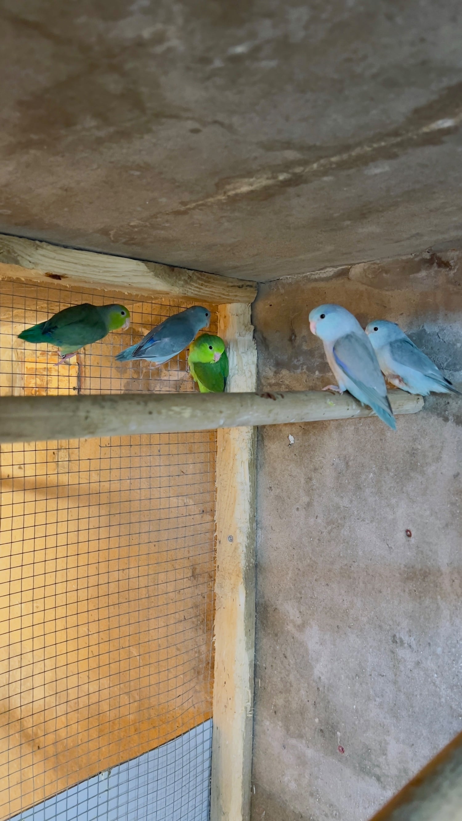 Blackburn Different types of birds for sale *read description* 
