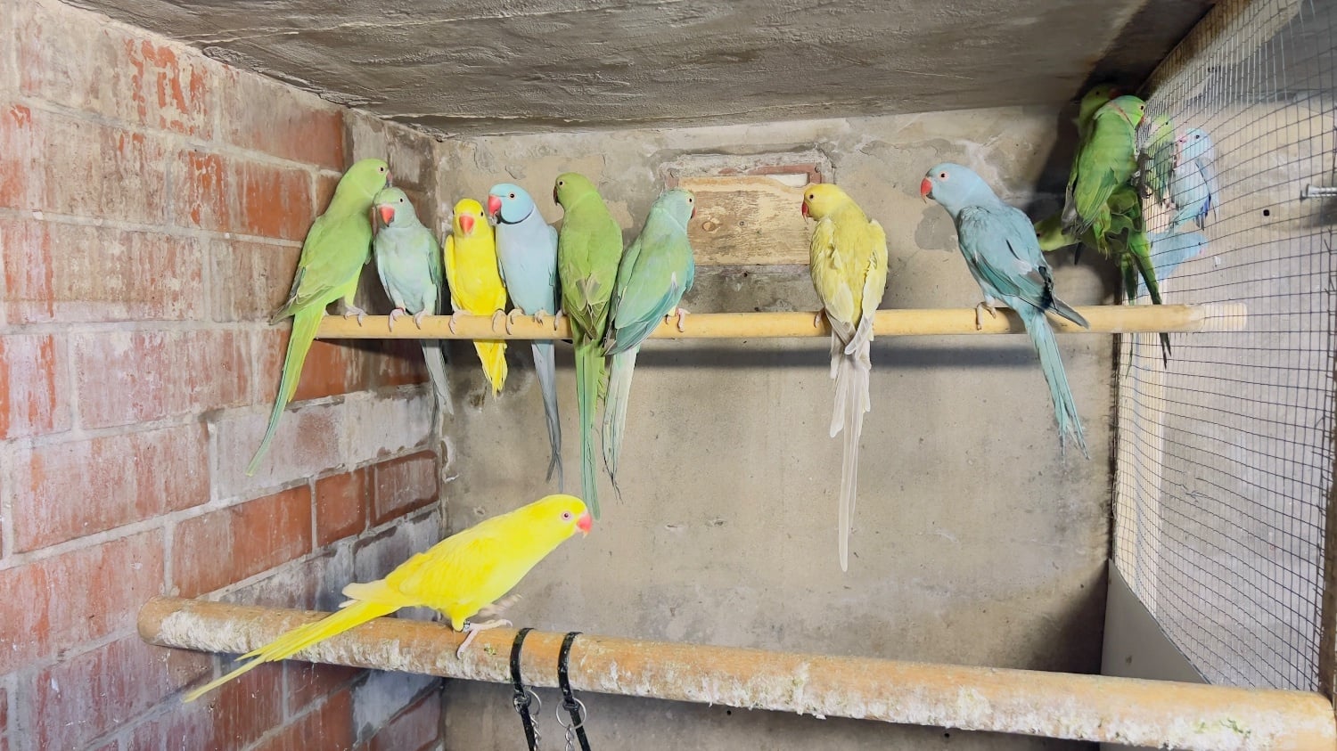 Different types of birds for sale *read description*  - Birds in Blackburn