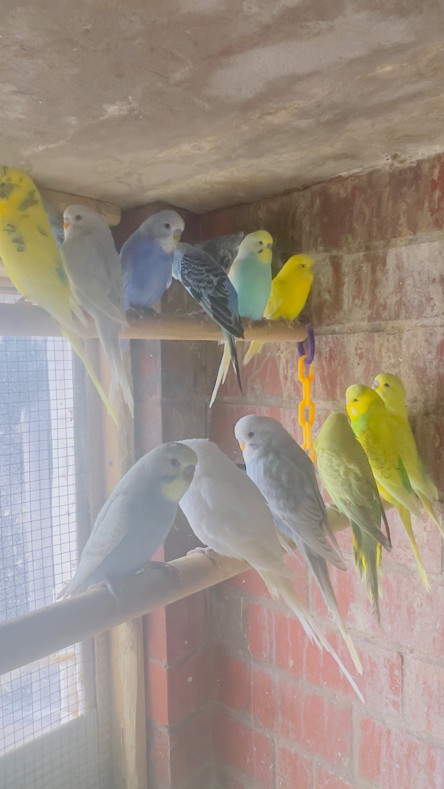 Different types of birds for sale *read description*  - Birds