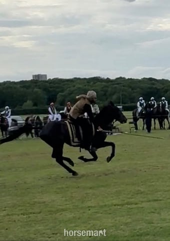 "Lakeside ronaldo “Happy Hacker”" Bay Gelding All Rounder