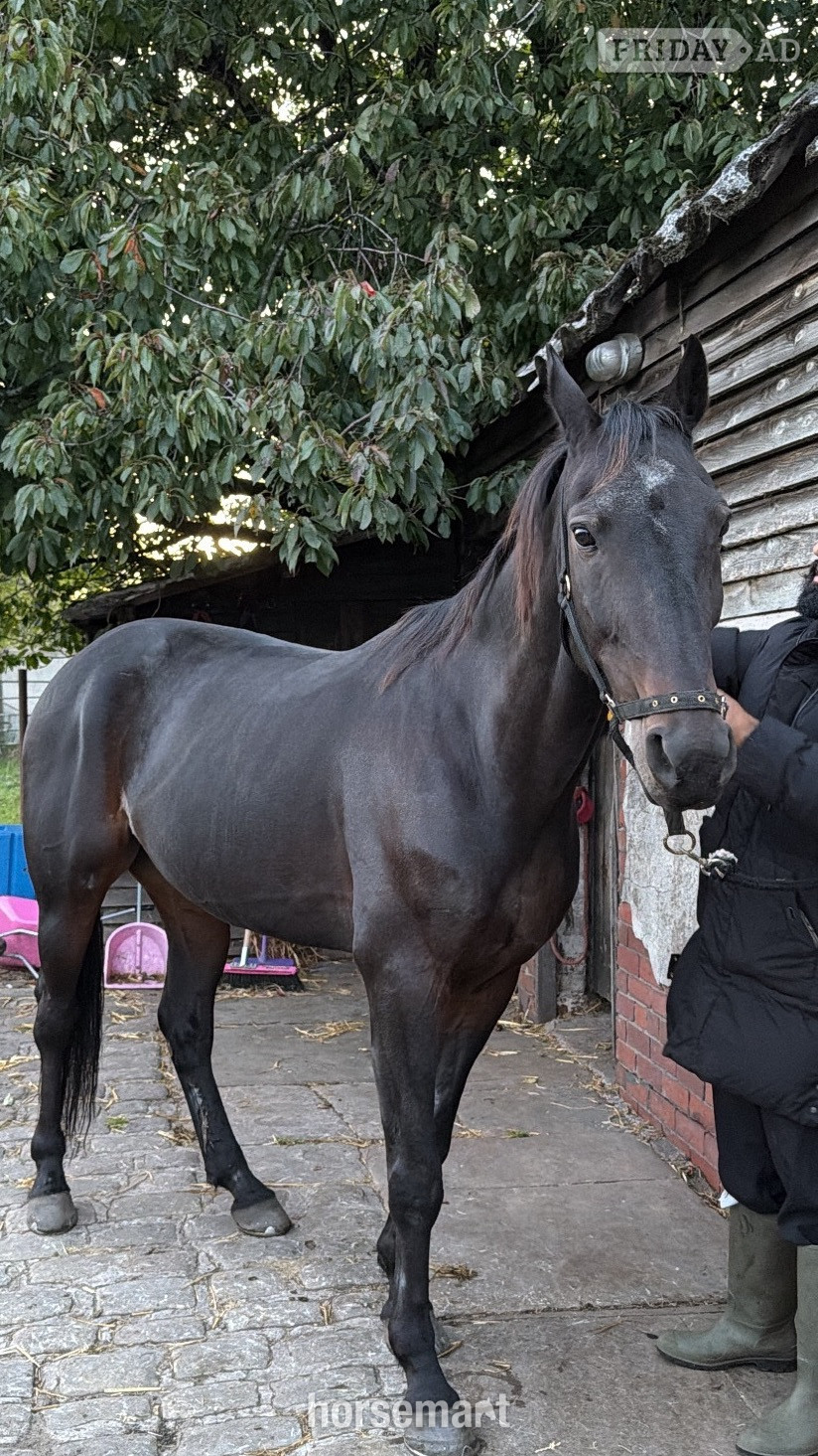 Oswaldtwistle "Lakeside ronaldo “Happy Hacker”" Bay Gelding All Rounder