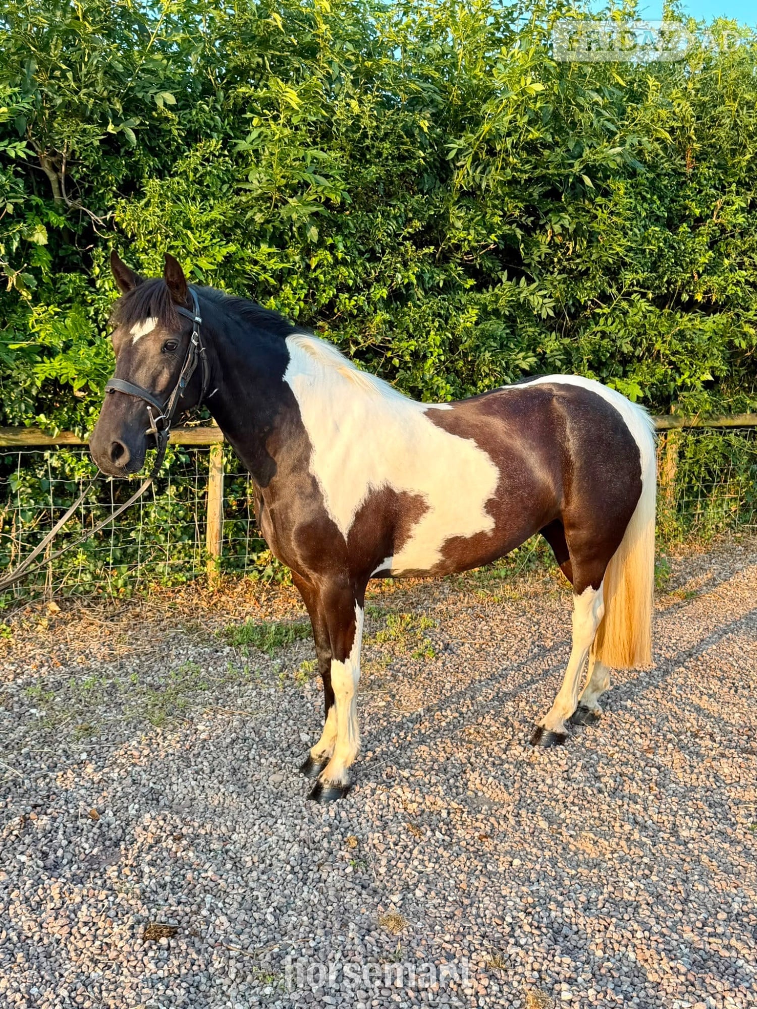 "Daisy" Tobiano Mare All Rounder