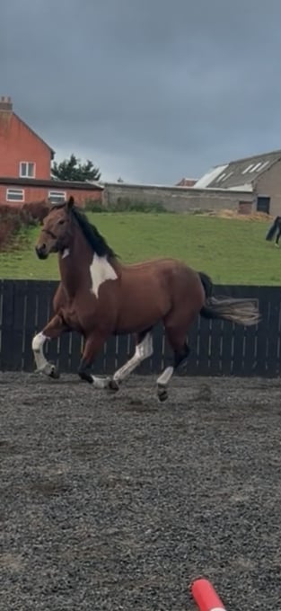 "Dino Star" Tri-Coloured Gelding All Rounder