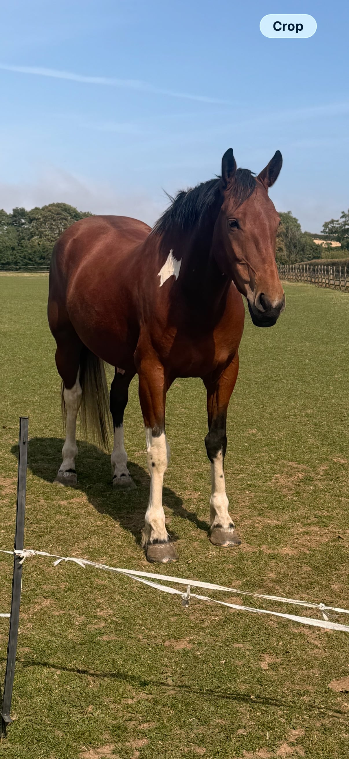 "Dino Star" Tri-Coloured Gelding All Rounder
