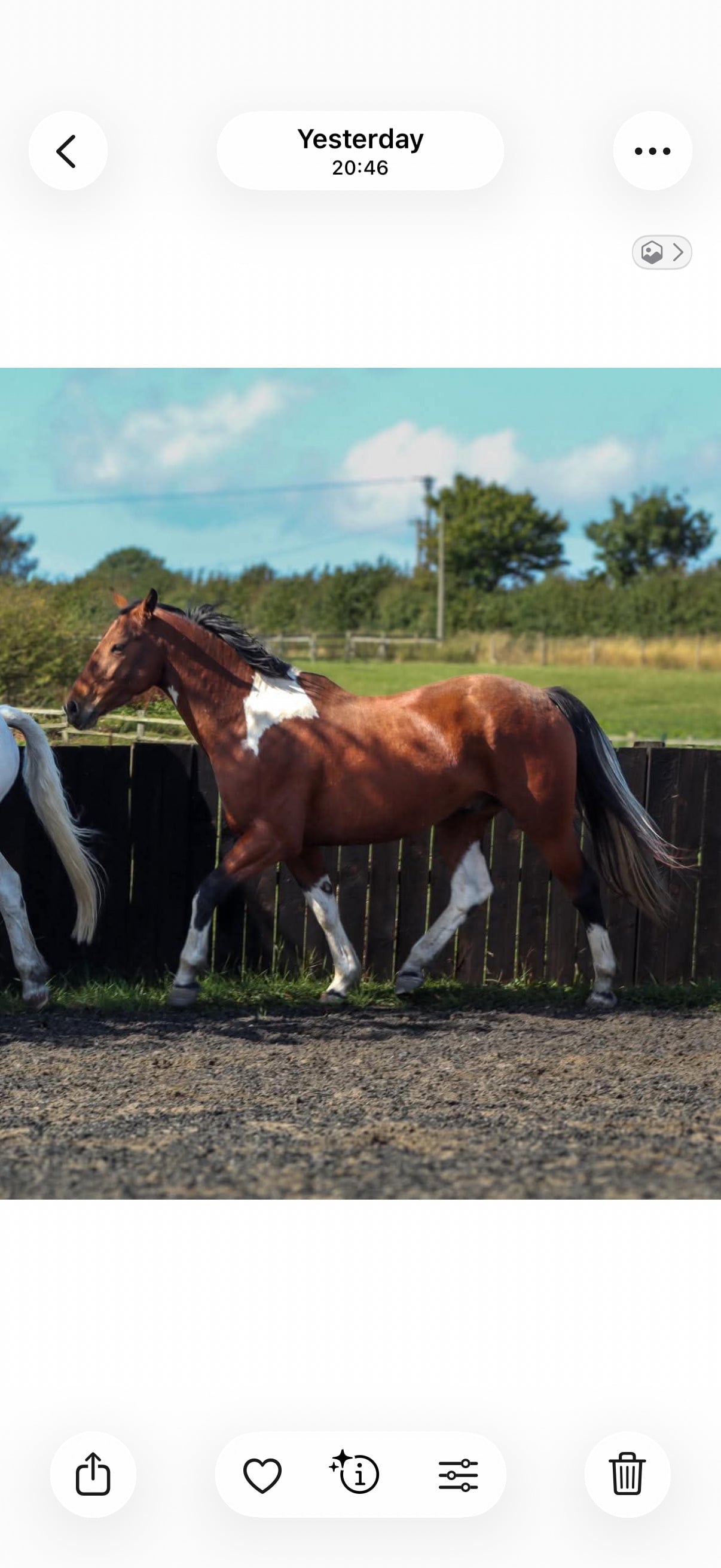 Hartlepool "Dino Star" Tri-Coloured Gelding All Rounder