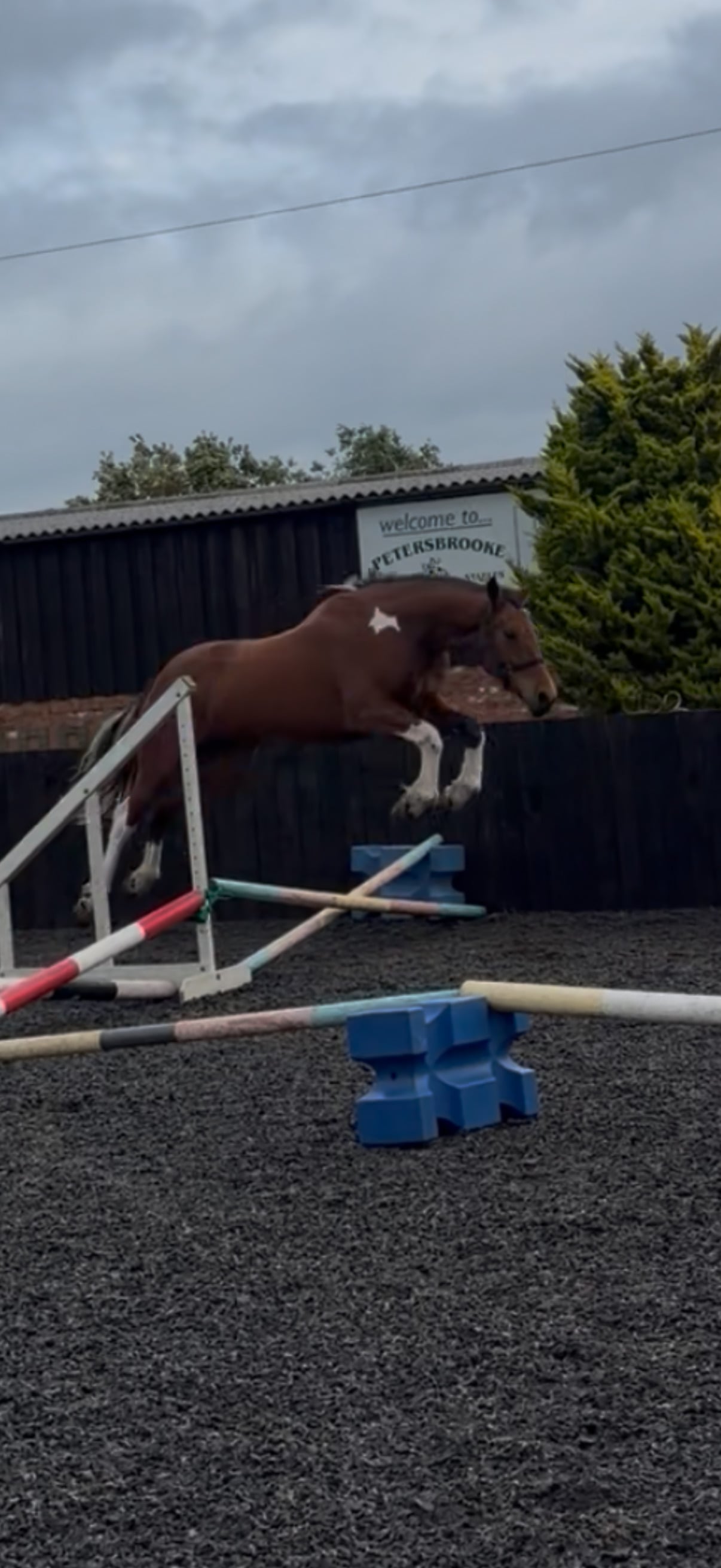 "Dino Star" Tri-Coloured Gelding All Rounder - Horses in Hartlepool