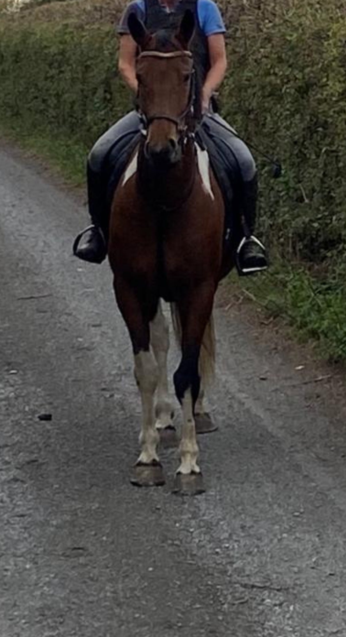 "Dino Star" Tri-Coloured Gelding All Rounder - Horses