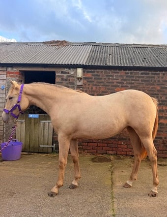 "Zinnia" Other Colour Filly Youngstock / Foal