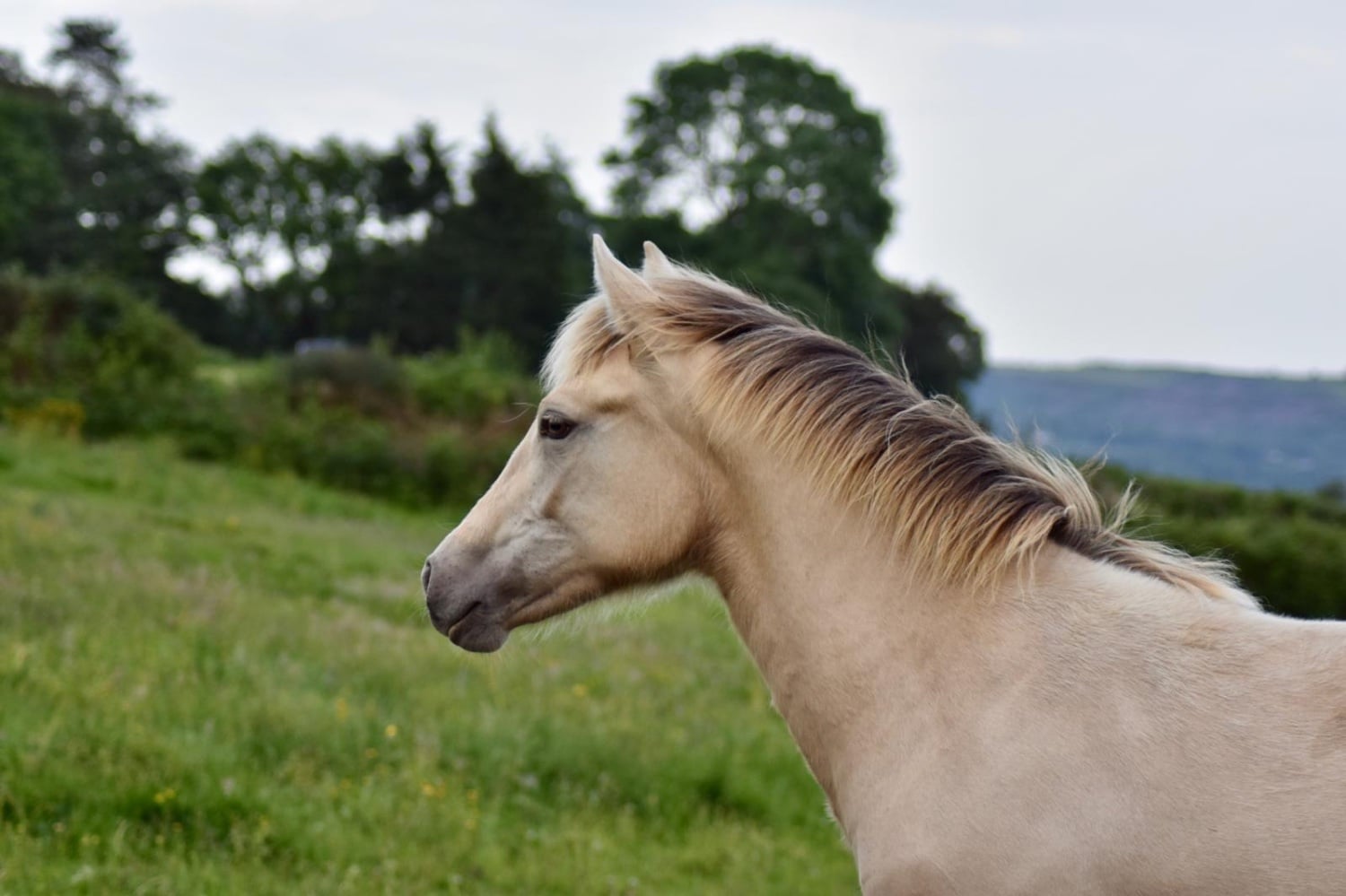 "Zinnia" Other Colour Filly Youngstock / Foal