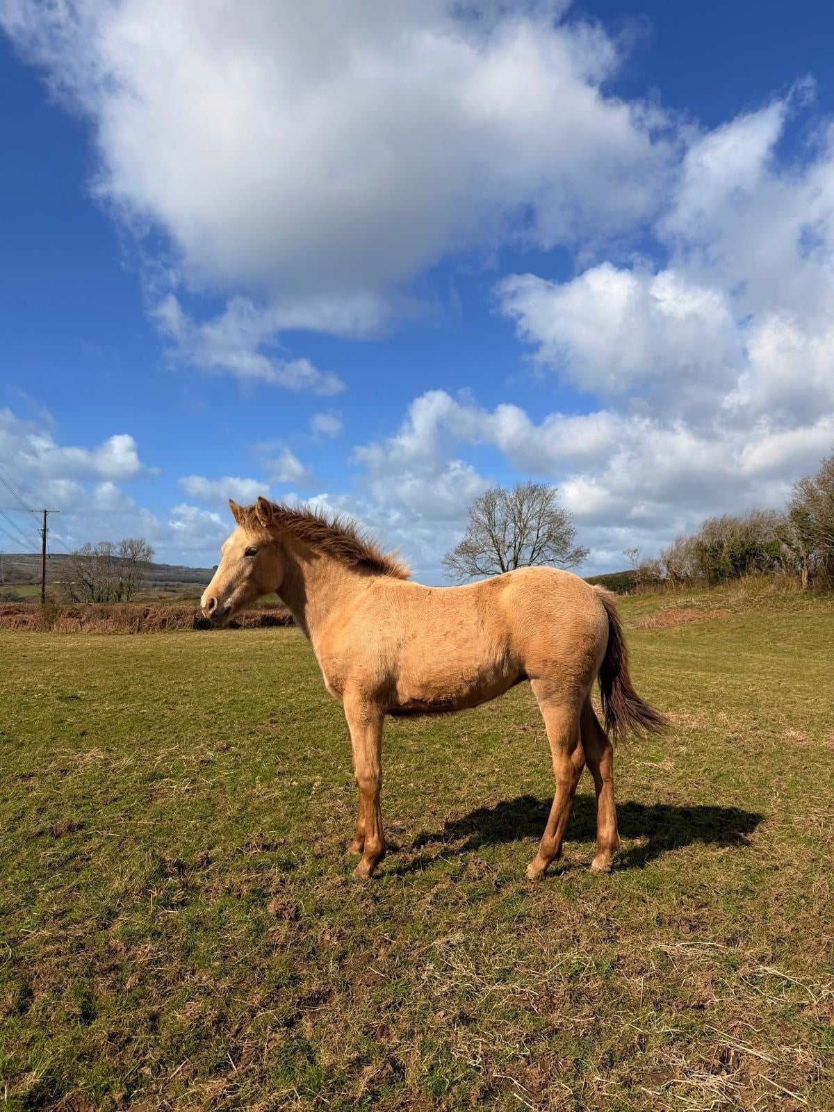 Swansea "Zinnia" Other Colour Filly Youngstock / Foal