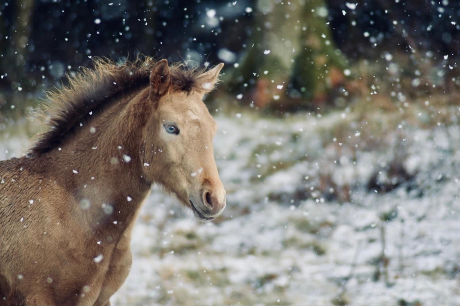 "Zinnia" Other Colour Filly Youngstock / Foal - Horses in Swansea