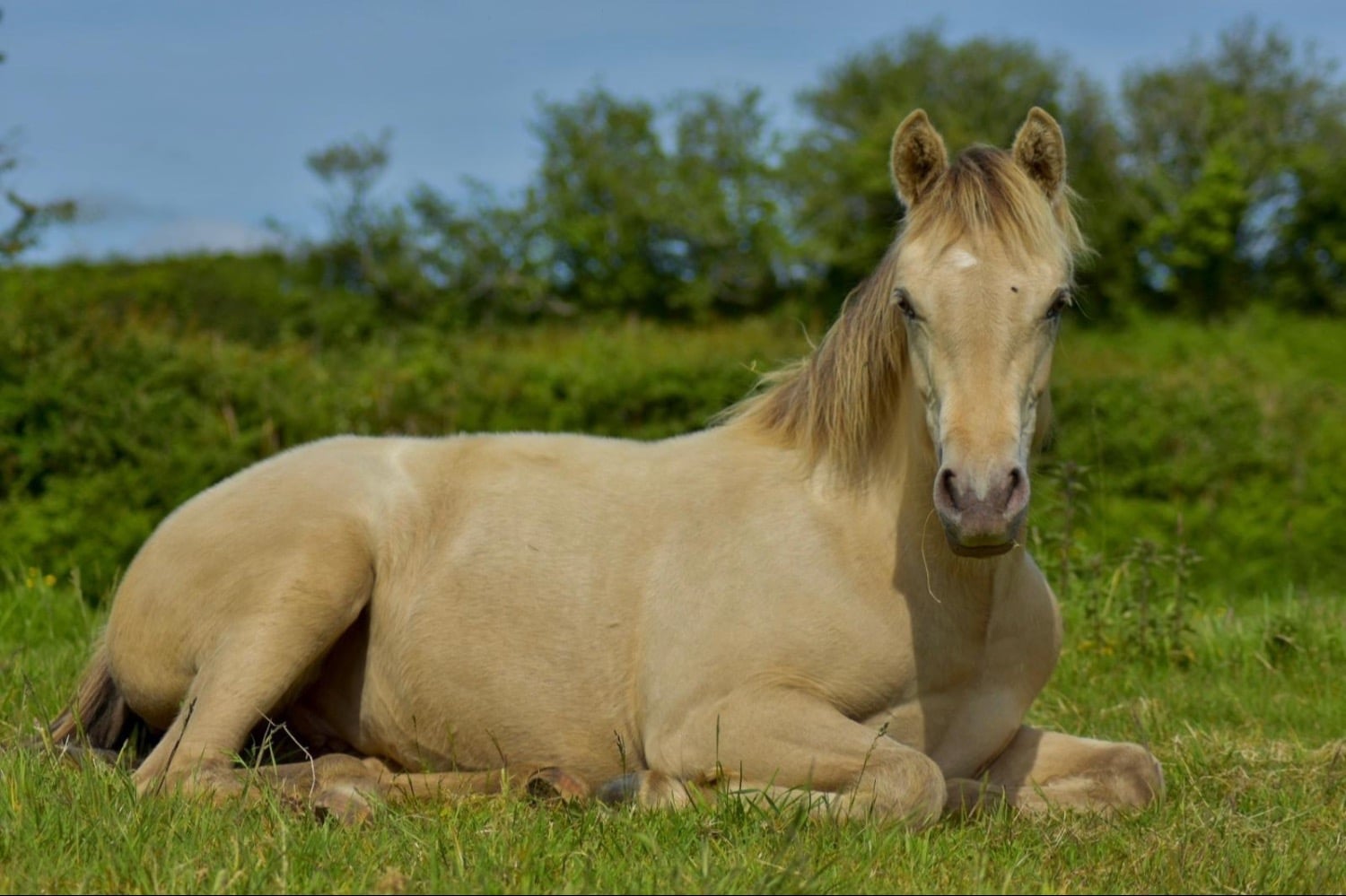 "Zinnia" Other Colour Filly Youngstock / Foal - Horses