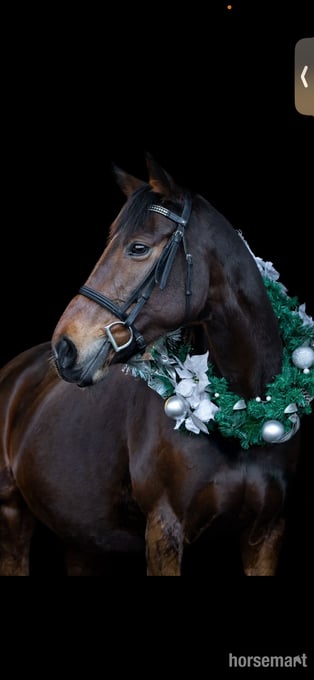 "Zulas honour " Bright Bay Mare All Rounder