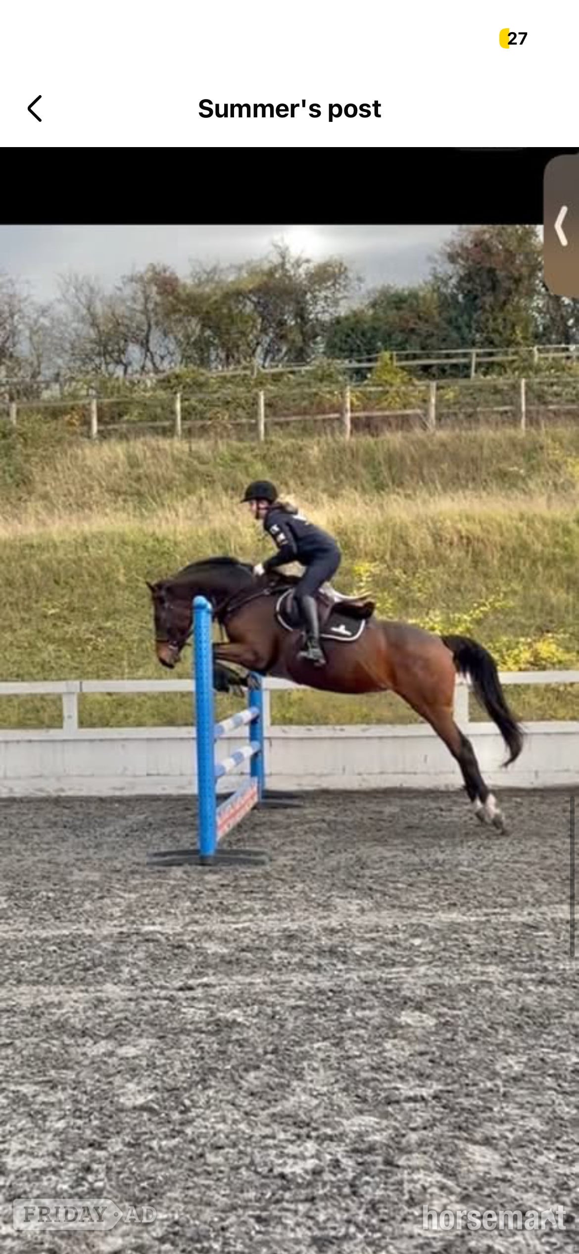 "Zulas honour " Bright Bay Mare All Rounder - Horses in Maidstone