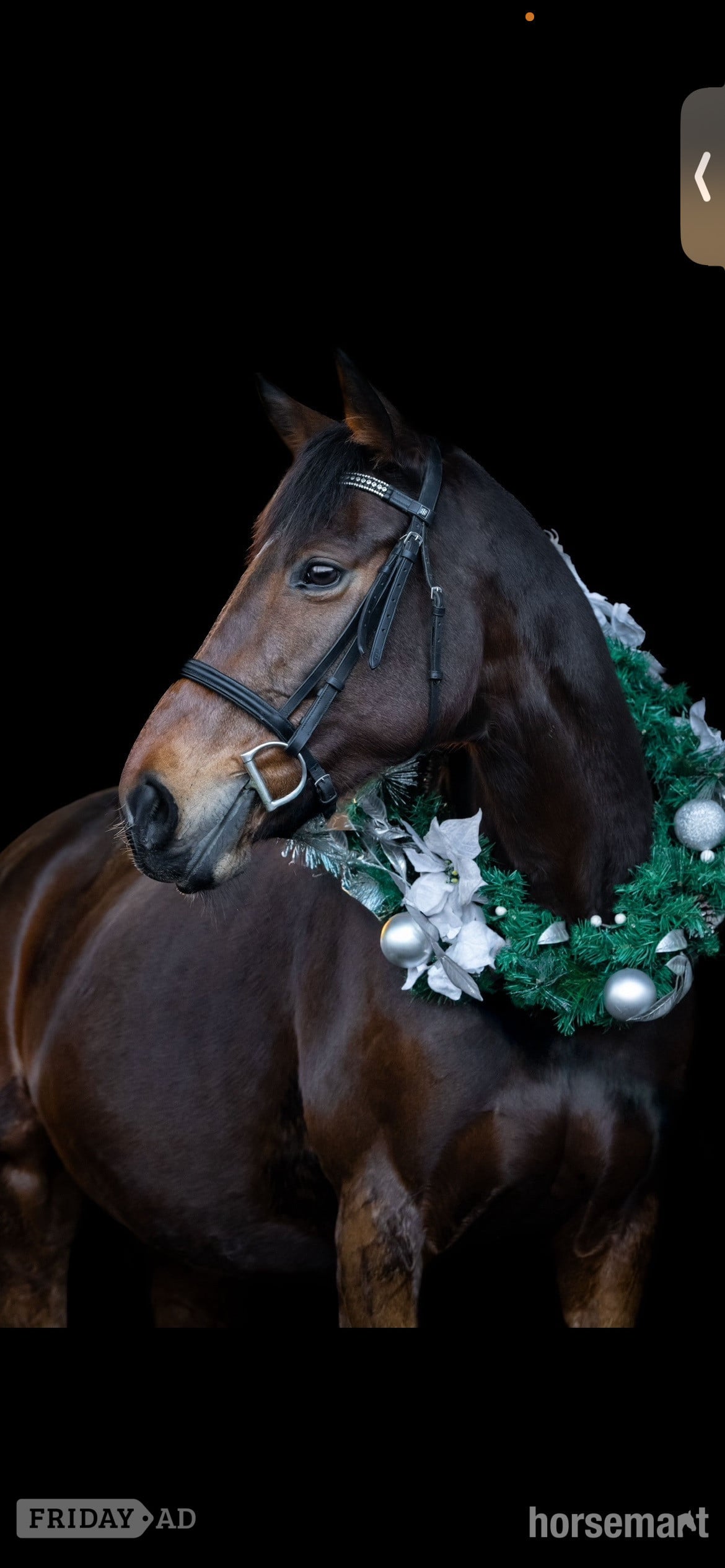 "Zulas honour " Bright Bay Mare All Rounder in Maidstone