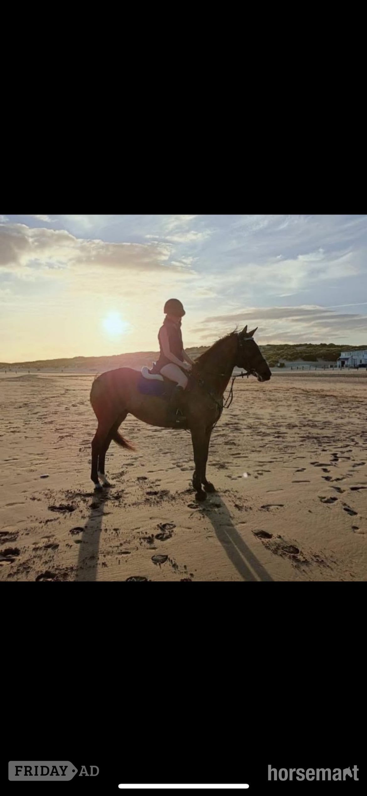 "Zulas honour " Bright Bay Mare All Rounder - Horses