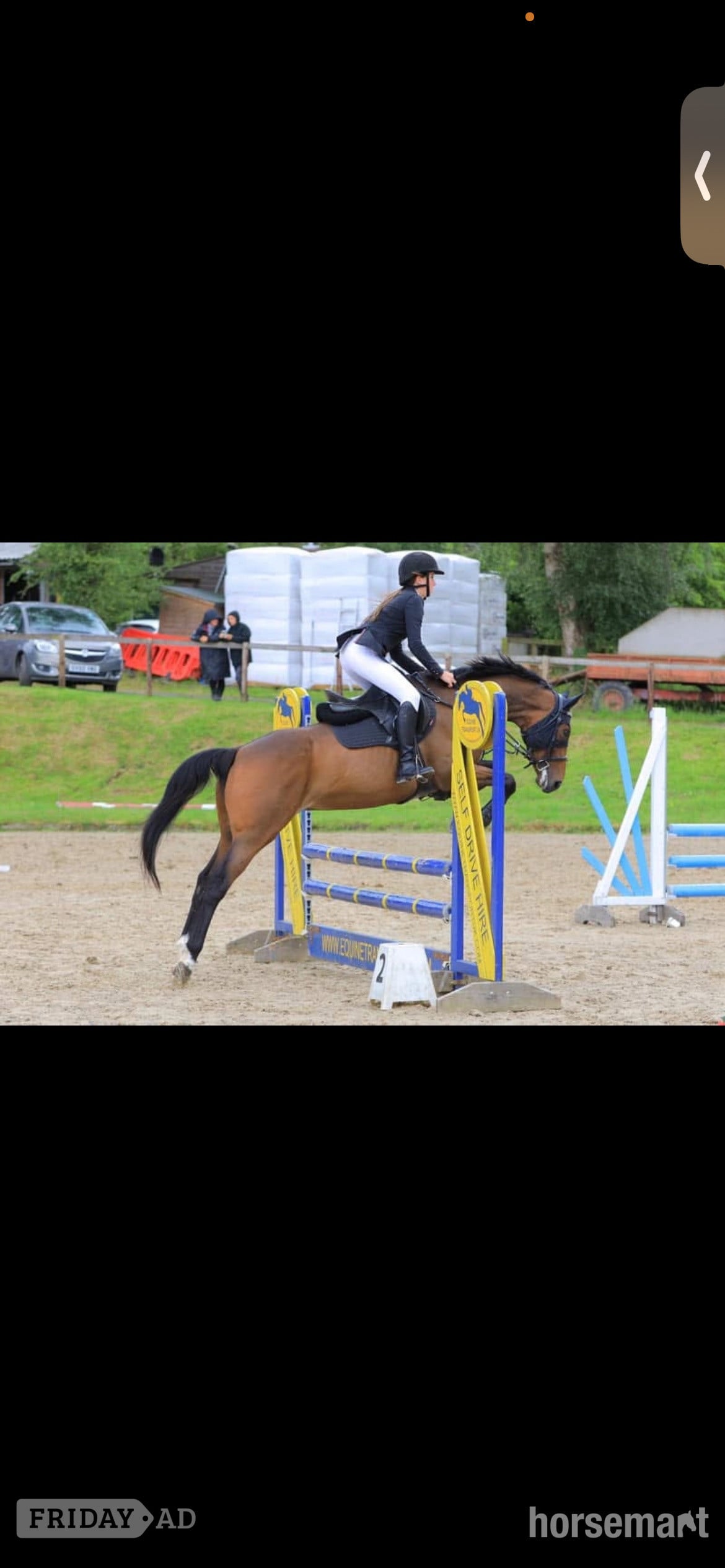 "Zulas honour " Bright Bay Mare All Rounder