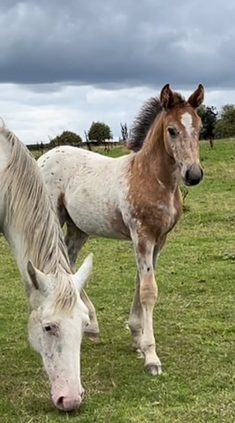 "Stunning Appaloosa x Cob " Blanket Spot Colt Youngstock / Foal
