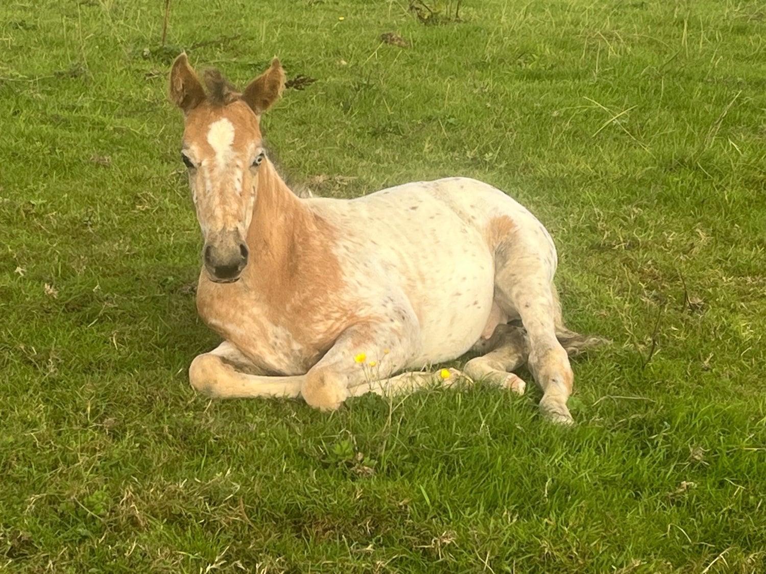 "Stunning Appaloosa x Cob " Blanket Spot Colt Youngstock / Foal
