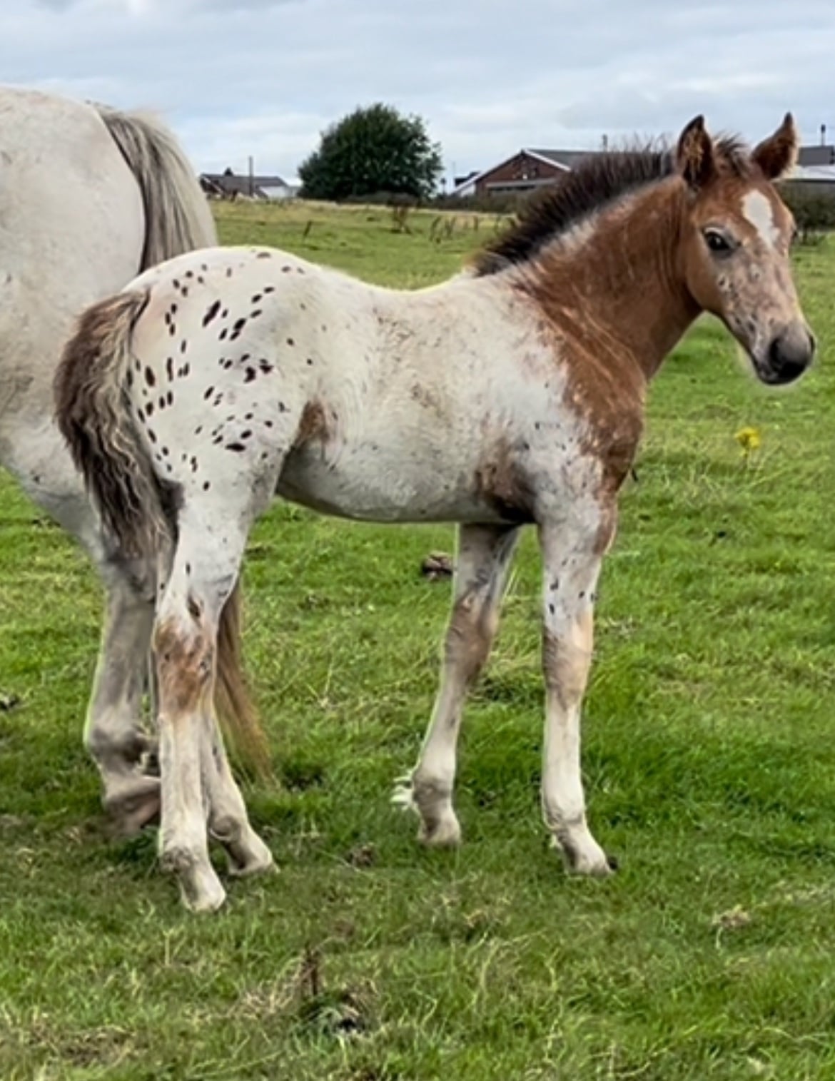 Leeds "Stunning Appaloosa x Cob " Blanket Spot Colt Youngstock / Foal